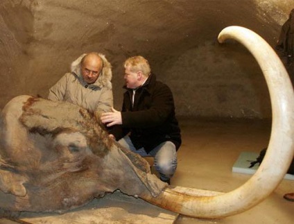 Mammoth - azt (a mamut) Mammoth - ez