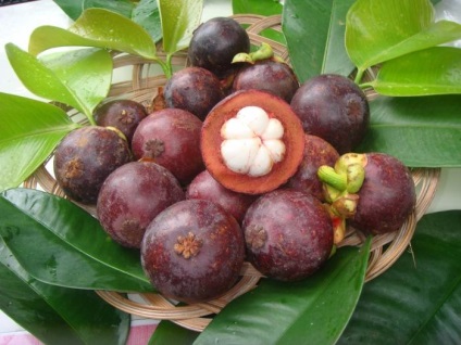 Mangosztán - gyümölcs antioxidáns (mangosztán) Mangosztán - a gyümölcs antioxidáns