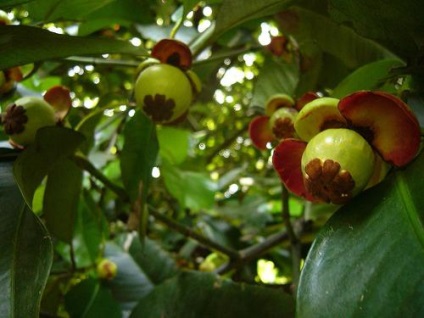 Mangosztán - gyümölcs antioxidáns (mangosztán) Mangosztán - a gyümölcs antioxidáns