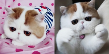 Kedves Snoopy Cat (Flickr snoopybabe forrás) Kedves Snoopy macska