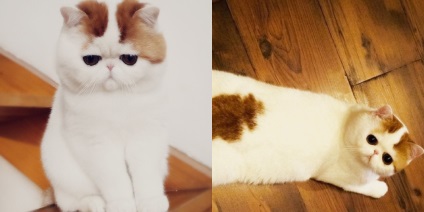 Kedves Snoopy cat (macska szeme egy másik csillag szükséges) Kedves Snoopy macska