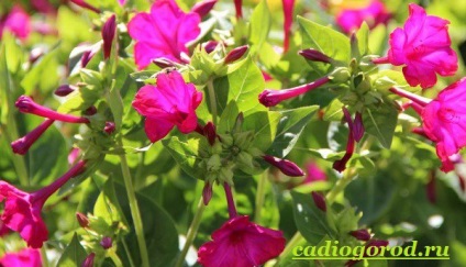 Mirabilis virág (mirabilis) mirabilis virág