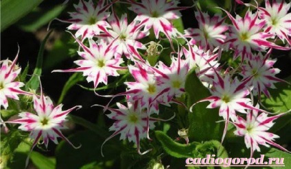 Mirabilis virág (mirabilis) mirabilis virág