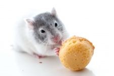 Egerek és patkányok különböztetünk emeleten patkányok és egerek, hogy meghatározza a szex egerek, patkányok, check távolság