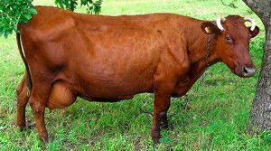 Tejelő tehenek szaporodnak Magyarországon, melyek a legjobb (4500 tejzsír protein) Tejelő tehenek szaporodnak Magyarországon, melyek a legjobb