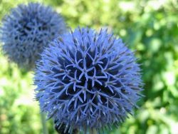 Echinops - gyógyszer tulajdonságait és ellenjavallatok (tulajdonságok) Echinops - gyógyszer tulajdonságait és ellenjavallatok