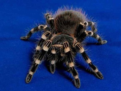 Medvefóka kép és jelentés - fauna (cat) Medvefóka kép és jelentés - fauna