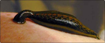 Medvefóka kép és jelentés - a vadon élő állatok (pecsétek állatok) Medvefóka kép és jelentés - fauna