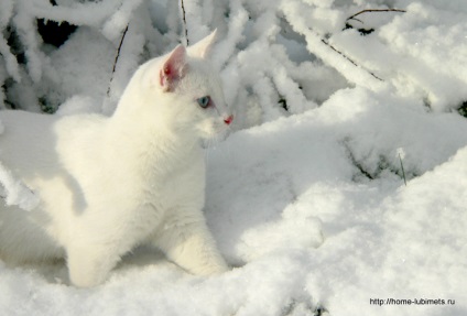 Saját macska eltűnt valahol, a fehér, kedves macska - pet