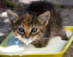 Tudom, hogy kefir macskák, a macska és a macska