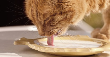 Tudok macskák joghurt - Tippek