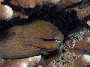 Moray, Egyiptom web