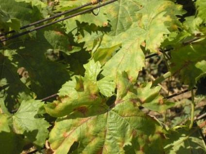 A leveleken barna foltok, amelyek a szőlő csinálni, mint a gyógyítás