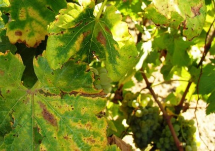 A leveleken barna foltok, amelyek a szőlő csinálni, mint a gyógyítás