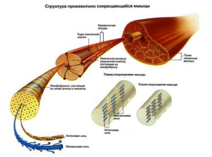 izomra