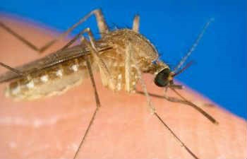 Folk jogorvoslati szúnyogok ellen és szúnyogok