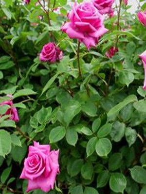 Nevek és leírások rózsa virágok fotók
