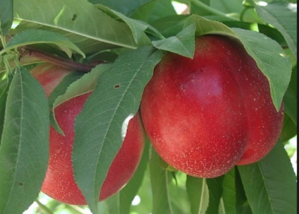 Őszibarack (Prunus persica) szilva, vagy barack gyümölcs hasznosak