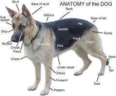 Általános anatómia 8 kutya, mind a kutyák