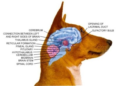 Általános anatómia 8 kutya, mind a kutyák