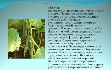 Üvegházi uborka - a kiválasztott fajták, termesztés és karbantartási utasítások