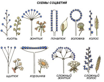 Virág növényi szervek, a legnagyobb portál a tanulási