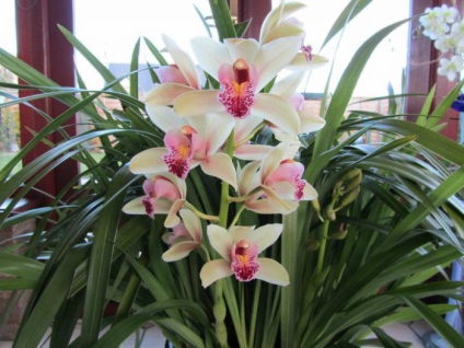 Cymbidium Orchid - gondoskodás az otthon, hogyan kell átültetni
