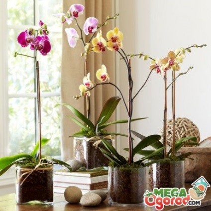 Orchid az ablakpárkányon - termesztési feltételek, transzplantációs és gondozási tippek