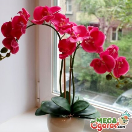 Orchid az ablakpárkányon - termesztési feltételek, transzplantációs és gondozási tippek