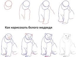 Jellemzők rajz medve (medve) Jellemzők Bear rajz