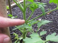 Jellemzői termesztése saláta mustár, kertész (tanya)