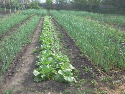 Káposzta agrotechnika nagyon podrbno