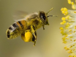 Pollen és pollen - melyik a jobb, és mi a különbség