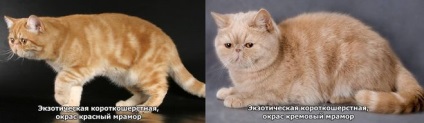 Perzsa macskák, és mik a különbségek