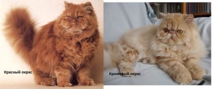 Perzsa macskák, és mik a különbségek