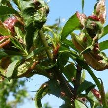 Peach betegségek és kártevők képekkel, a kártevők és betegségek kezelésére