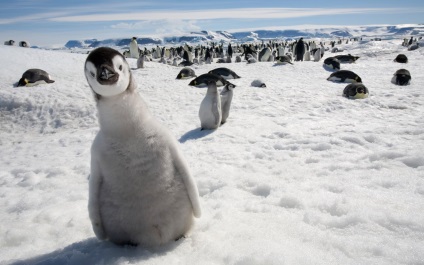 Penguin Photo Penguin (Pingvin) Penguin képet pingvin