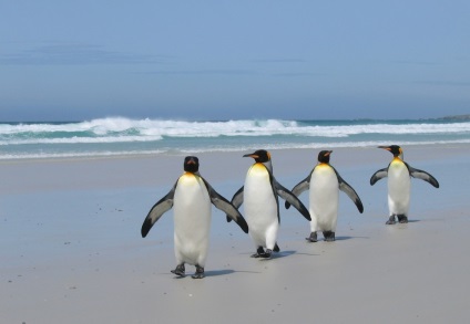 Penguin Photo Penguin (Pingvin) Penguin képet pingvin
