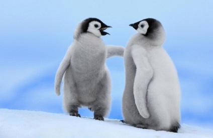 Penguin Photo Penguin (Pingvin) Penguin képet pingvin