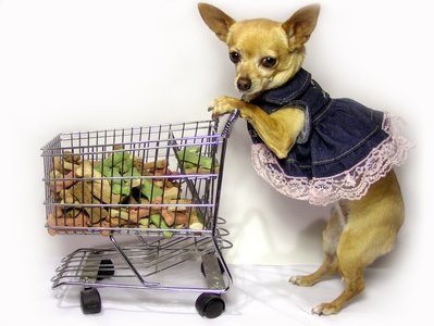 Étkezés a miniatűr kutyák cikk
