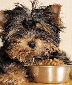 Étkezés a miniatűr kutyák cikk