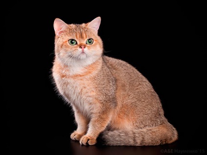 Listája brit rövidszőrű macskák