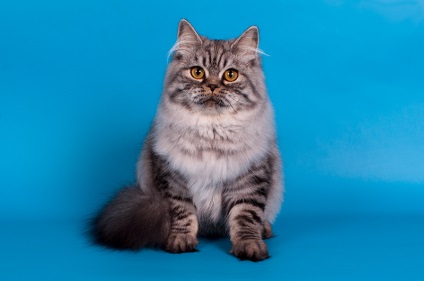 Listája brit rövidszőrű macskák