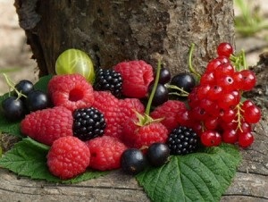 Gyümölcs és bogyós bokrok ültetése a betakarításra és a metszés