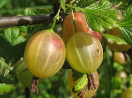 Gyümölcs és bogyós bokrok ültetése a betakarításra és a metszés