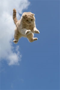 Miért Falling macska mindig landol a négy mancsával