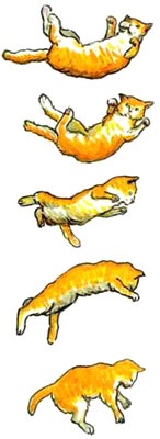Miért Falling macska mindig landol a négy mancsával