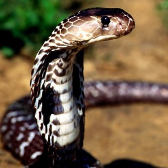 Miért a kígyó jelképe az orvostudomány és a bölcsesség