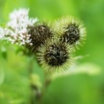 Feszesítő, tápláló és hidratáló maszk kor otthon