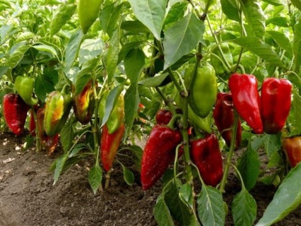 Öntözés ültetés után paprika egy üvegház a nyílt terepen